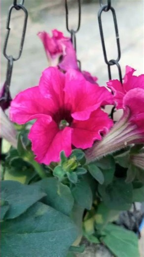 “Nature ki khamoshi bhi bolti hai 🌸💖