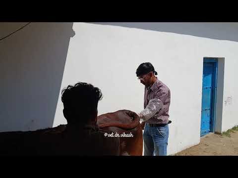 Repeat Breeder Cow Ka Solution || IU Treatment|| Vet in Action | IU Treatment in Cow Full Process