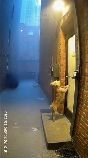 CCTV Footage: dog Blasts by Approaching Tornado | #CCTVFootage #Tornado #Storm #ViralVideo