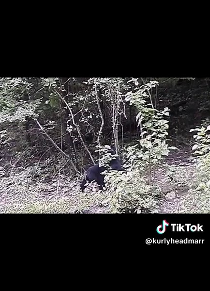 Exploring How Animals Cry: A Fascinating Look into the Emotional World of Wildlife