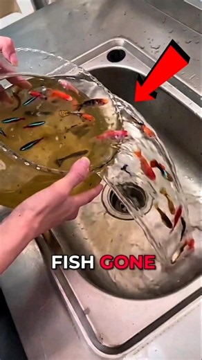 Never Clean A Fish Tank Like This..❌ #scary #creepy #usa #trending #horror #shorts #viral #animals