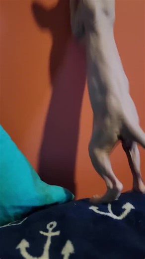 Mr. Meowgi on TikTok