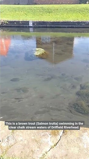 Brown trout (Salmo trutta) swimming in clear chalk stream waters of Driffield Riverhead. #fish