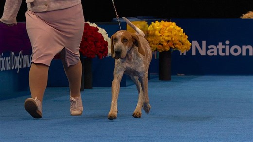 2025 NDS: American English Coonhound