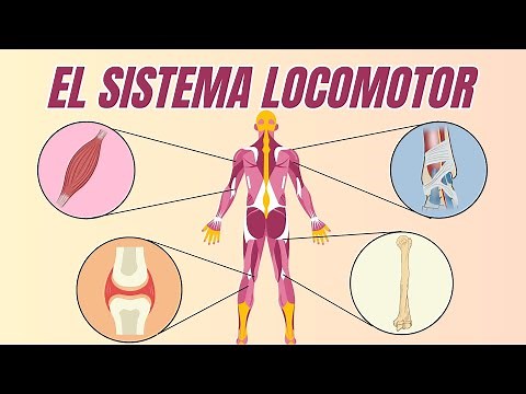 El SISTEMA LOCOMOTOR / MUSCULOESQUELÉTICO video para primaria
