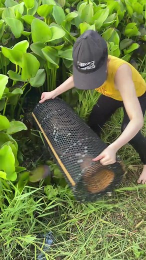 The best fish trapping technique to catch a lot of big eels fish 😱 #fishing