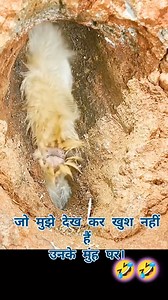 1.1M views · 1.5K reactions | WHAT IS THIS!? 藍 | Hood Memes | Facebook