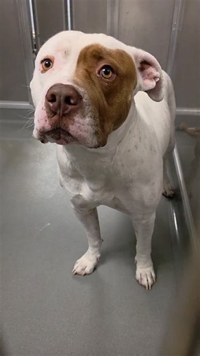 iloverescue on Instagram: "Rescued by @redlinerescue 🚨 Thor is scheduled for euthanasia — January 30th at 5:00 PM 🚨 This video was taken Wednesday, just days before his scheduled euthanasia. Thor was given only 48 hours’ notice. At ARC Shelter, most dogs get about a week on the euthanasia list to allow for networking. Thor was not. I was told there would likely only be one dog on the list — Zelda, so I did not check my email. A second dog, Thor, was added without me seeing it until last night.