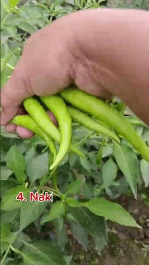 Mga benepisyo ng siling berde