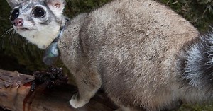 Study provides rare glimpse of the ringtail, an important but poorly understood predator | Newsroom