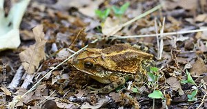 Static macro video of Gulf Coast Toad Incilius valliceps. Toad is motionless in leaves.