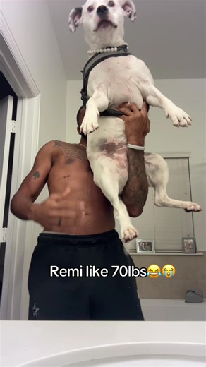 Remi: The 70 lbs Beast Will Make You Laugh
