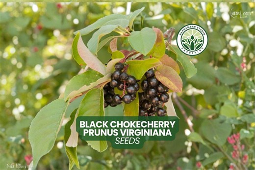 10 Black Chokecherry Seeds Prunus Virginiana Native Tree Seeds - Etsy