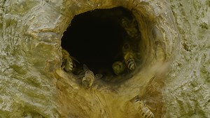 Bees Returning to the Hive Entrance