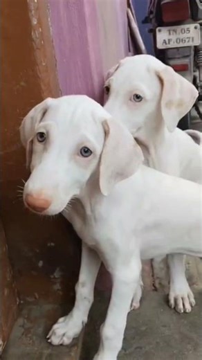 Rajapalayam Puppies Available for Sale with KCI #rajapalayam #rajapalayampuppy #rajapalayamdogs