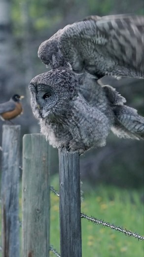 Scratch, poop, shake. #greatgreyowl #sonyalpha #owl . . . . . . #Strixnebulosa #greatgrayowl #wildlife #wildlifephotography #kenandersonphotography | Ken Anderson Photography