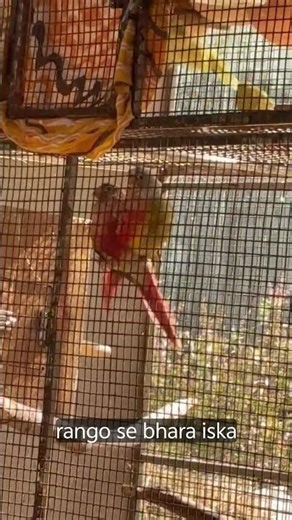 conure bird breeding progress #breedingpair #bird #birds #parrot #breedingprogress