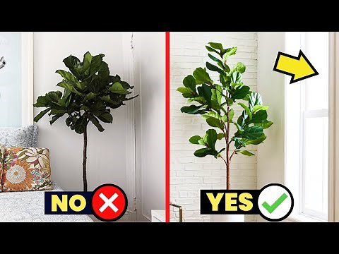 LIGHTING for your Fiddle Leaf Fig: The COMPLETE GUIDE