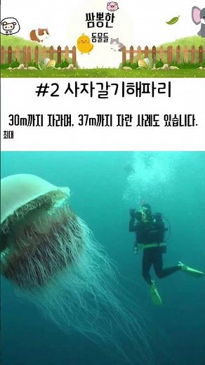 해파리와 닮은 사자갈기