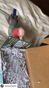 34K views · 2.5K reactions | "If you have a bird in your life that you love, get them a Squawk Box!" Packed with exclusive toys, healthy treats, and more, perfect for any sized bird. Keep them happy, healthy, and entertained!  | SquawkBox | Facebook