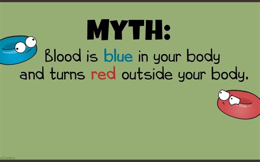 Circulatory System and Pathway of Blood Through the Heart -血液通过心脏的循环系统和途径