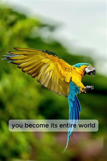 “A Parrot With a Broken Heart 💔”