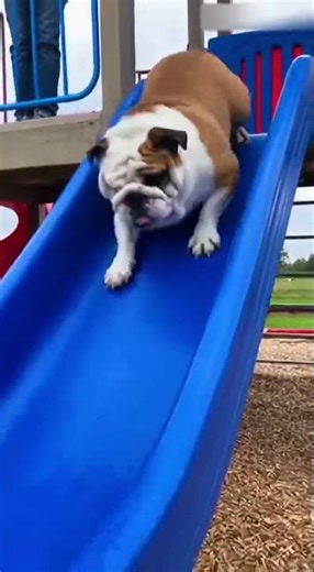 Funniest Animal Fails Ever