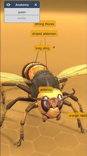 European Honeybee-Nature's Tiny Engineer |#facts