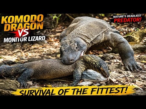 Komodo Dragon And Giant Lizard – Strength, Speed & Venom Battle