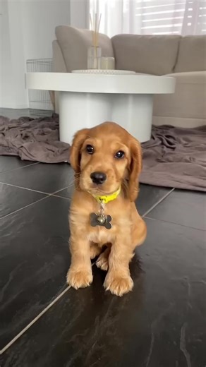 Cocker Spaniel: El perro más lindo del mundo