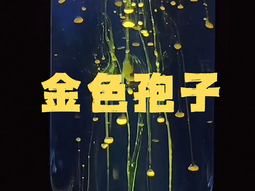 【化学的浪漫】——黄金孢子