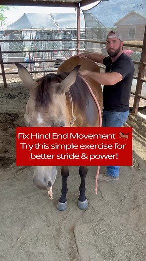 1.9K views · 502 reactions | Unlock better movement in your horse’s...