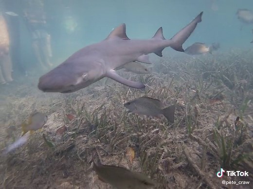 Peter Crawford on TikTok