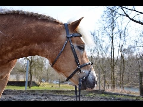 Tutorial Bauernzopf/Französischer Zopf// Pferd