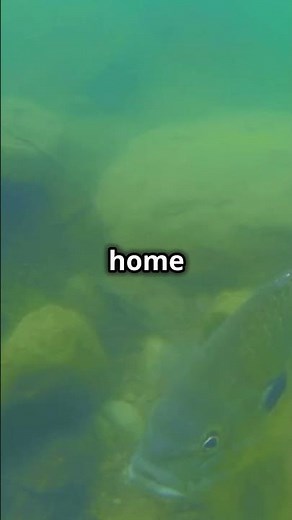 "Exploring Lake Albert: Where Beauty Meets Biodiversity!"#discoverafrica