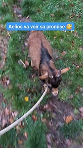 Youpi 🎉 #leschevresacapella #hautevienne #elevage #nouvelleaquitaine #chevretoy #limousin #limoges #chevreminiature #chevreau #saintjunien #chevre #creuse #correze #charente #charentelimousine #youpi #lafete | Les chèvres A'Capella - Elevage de chèvres miniatures