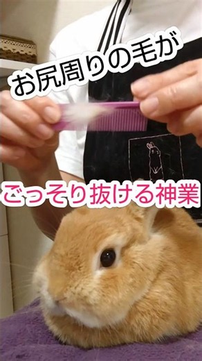 [Rabbit] Shedding Tons of Fur from Their Bottom! Expert Tips for Proper Brushing #rabbit