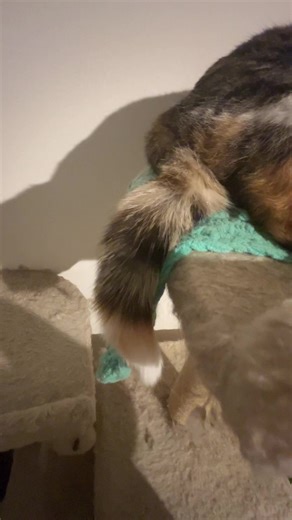 Adorable Monkey Enjoying Her Cat Tree