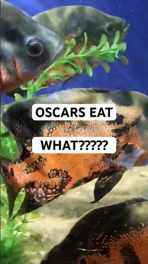 Oscar Fish eats snails Like M&Ms