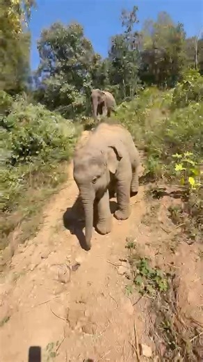 Time to take shower hug Khun and her mommy. #elephant