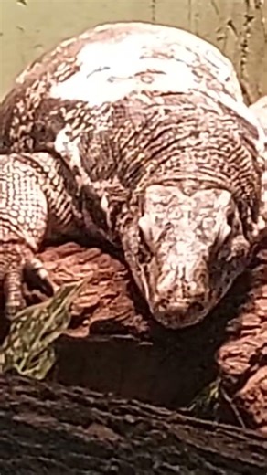 Relaxing giant asian water monitor lizard slightly turns its head. #shorts