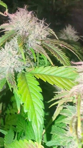 Beautiful Bud Development #frost #cultivation #weedchannel #horticulture #colour #plants #soil