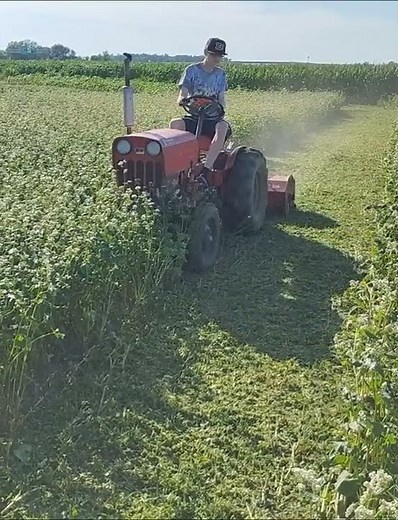 Bush Hog flail mower and Power King Tractor, green mulching buckwheat!