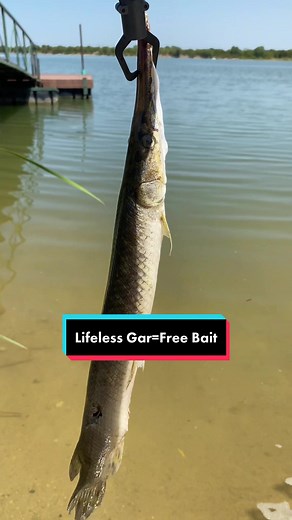 Found this alligator gar lifeless in the water and turned it into bait 🎣🐊 #alligatorgar #fishing #fishbait #freshwaterfishing #bassfishing #texas #fishingtiktoks #fisherman #fisherman