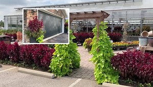 111 reactions · 21 comments | Dustyn’s favorite fall annual...are you familiar? | Miller Plant Farm | Facebook