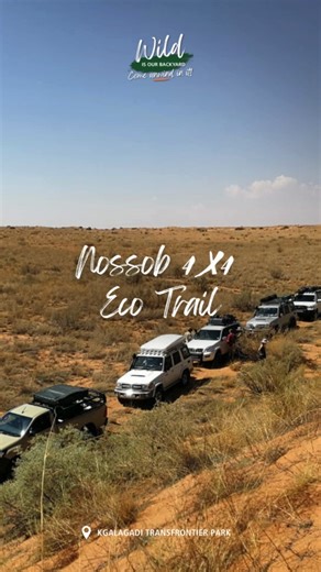 The Nossob 4x4 Eco Trail offers 214 km of rugged and untouched wilderness, expansive scenic landscapes and isolation from the outside world. Soak up the heart of the Kalahari desert where the setting sun ricochets off the rust coloured sand dunes and be greeted by the dancing night skies by nighttime. #LiveYourWild #SANParks #WildBackyard #KgalgadiTransfrontierPark | South African National Parks