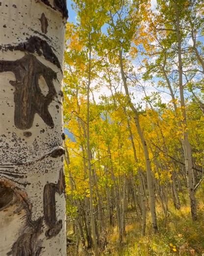154K views · 5.5K reactions | Fall colors are starting to appear in the Central and Northern Colorado Rockies! This video was captured on 9/12/24 just outside of Breckenridge. If you plan a drive through the Rockies in the next couple of weeks, you'll arrive at the season's peak. | Michael J Bauer Photography | Facebook