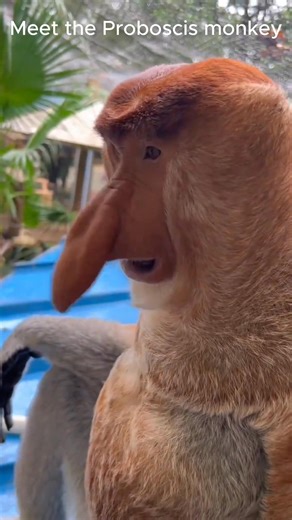🐵✨Meet the Proboscis monkey (Nasalis larvatus) — The Honking Noses of Borneo — One of Nature's Strangest Sounds and yes, that's really the sound they make. They look almost fake, but they are real! That oversized nose isn't just for show. Males use their bulbous noses as natural amplifiers to produce these distinctive "honk" vocalizations. (used to amplify calls for attracting mates and warning rivals). The larger the nose, the deeper and louder the call — and the more attractive they are to fe