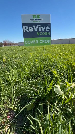 Check out this thriving field of ReVive Corn cover crop mix! 🌱 All of our ReVive mixes are strategically designed to help meet specific crop management goals we see in the Southeast. 🔗Learn more about each of our mixes here: https://mixonseed.com/cover-crops/ 🌾 | Mixon Seed Service
