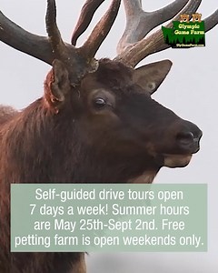 284 reactions · 52 shares | Dive into nature's embrace at our wildlife preserve and farm!  Experience the beauty of the great outdoors in a unique and fun-filled way. Self-guided drive tours open 7 days a week! Summer hours are May 25th-Sept 2nd. Free petting farm is open weekends only. Summer hours: May 25 - Sept 2, 9 am - 5 pm Sun-Fri, 9 am - 6 pm Sat. ‍♂️ | Olympic Game Farm | Facebook
